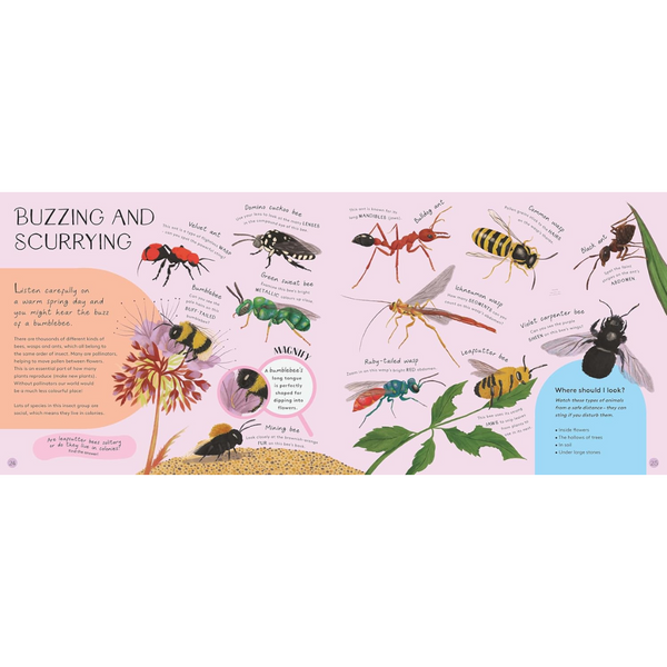 Minibeasts: Under the Magnifying Glass