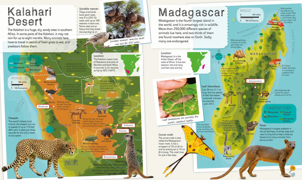 Children's Illustrated Animal Atlas