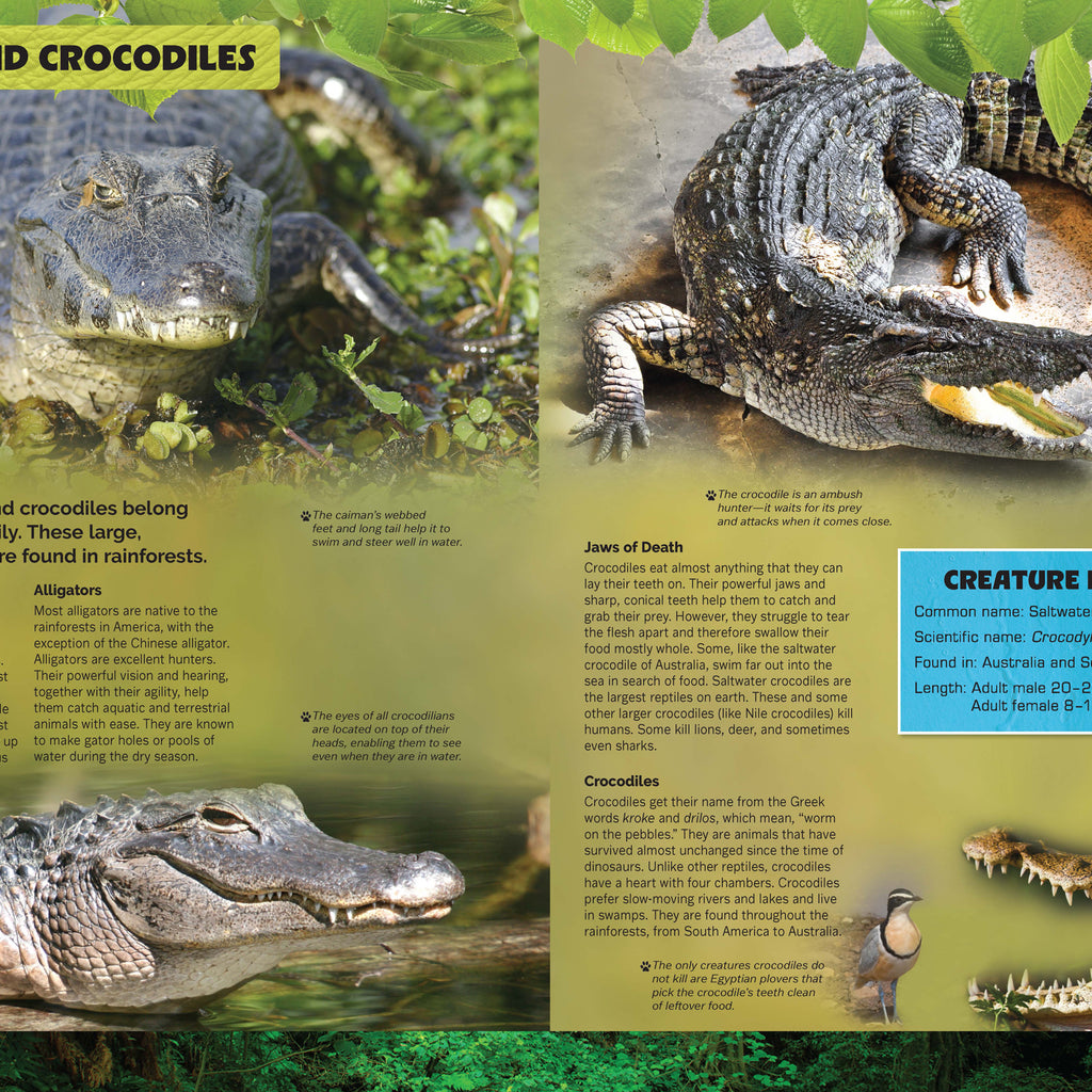 Let's Explore Amazing Animals