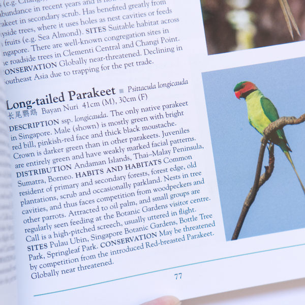 Birds of Singapore